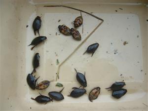 Ryžovisko, výber pascí (Cybister lateralimarginalis)