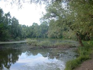Leles, rameno Berkés