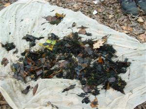 Leles, Berkés (individ. zber)