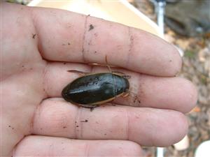 Leles, Berkés (individ. zber)
