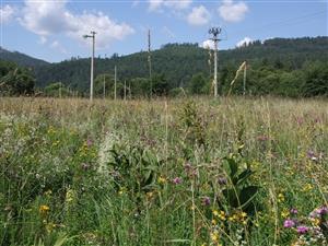 Pohľad na biotop Lk1