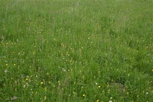 Druhové spektrum porastu