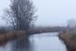chochlačka bielooká (13.11.2022)