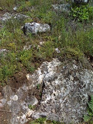 Záber na monitorovaný biotop.