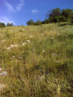 Záber na monitorovaný biotop.