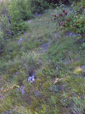 Záber na monitorovaný biotop.