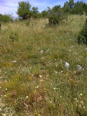 Záber na monitorovaný biotop.