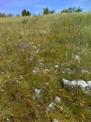 Záber na monitorovaný biotop.