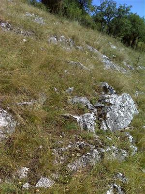 Záber na monitorovaný biotop.