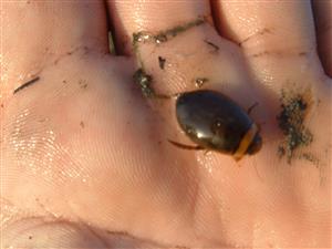 Graphoderus bilineatus