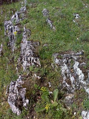 Záber na monitorovaný biotop.