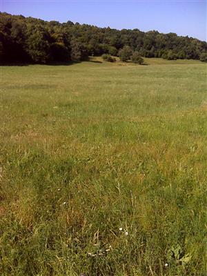 Záber na monitorovaný biotop.