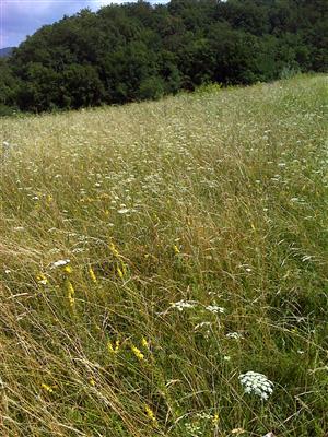 Záber na monitorovaný biotop.