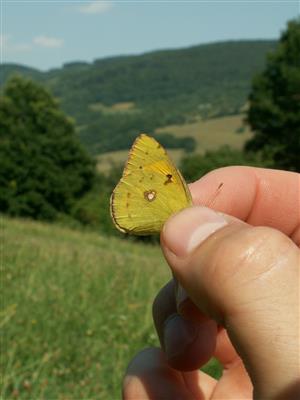 imágo Colias myrmidone na TML_ColiMyrm_007