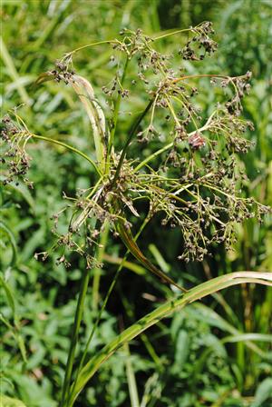 zaznamenaný výskyt Scirpus sylvaticus