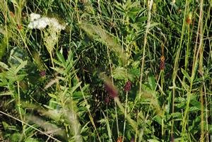 prechod z biotopu LK4 do biotopu  LK5 s výskytom Filipendula ulmaria