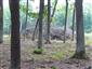 Lužné dubovo-brestovo-jaseňové lesy okolo nížinných riek (10.9.2013)