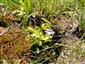 Pinguicula vulgaris