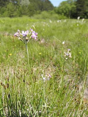 Primula farinosa a Schoenus ferrugineus
