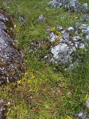 Záber na monitorovaný biotop.