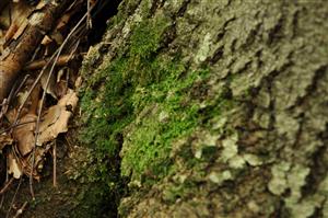 Dicranum viride