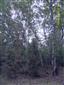 Panónske topoľové lesy s borievkou (11.9.2013)