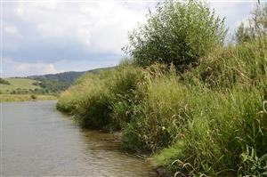 Porast Phalaroides arundinacea na brehu rieky Poprad.