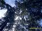 Eurosibírske dubové lesy na spraši a piesku (23.9.2013)