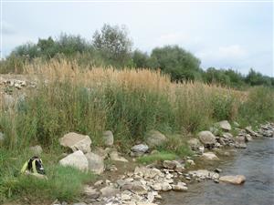 Porast Calamagrostis pseudophragmites na brehu potoka Jakubianka.