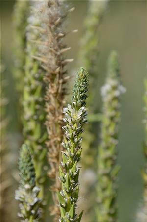 Detail súkvetia Myricaria germanica.