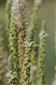 Detail súkvetia Myricaria germanica.