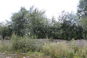 Porast Salix elaeagnos na brehu potoka Jakubianka.