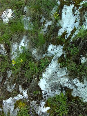 Záber na monitorovaný biotop.