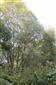 Horské vodné toky a ich drevinová vegetácia so Salix eleagnos (17.8.2013)