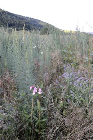 Porast Myricaria germanica na štrkových laviciach Kolačkovského potoka.