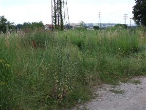 lokalita zarastá ruderálnymi druhmi