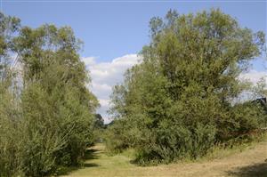  Porast Salix elaeagnos v alúviu potoka Šambronka.