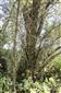 Horské vodné toky a ich drevinová vegetácia so Salix eleagnos (16.8.2013)