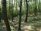 Eurosibírske dubové lesy na spraši a piesku (6.8.2013)