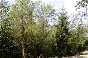 Porast Salix elaeagnos pri rieke Biela.