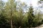 Porast Salix elaeagnos pri rieke Biela.