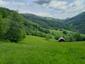 Hýľ lesný (obyčajný) (30.5.2023)