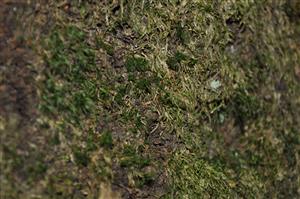 Dicranum viride v TMP_14