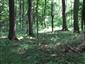 Lužné dubovo-brestovo-jaseňové lesy okolo nížinných riek (26.8.2013)