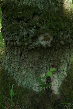 Pobytové znaky Cerambyx cerdo