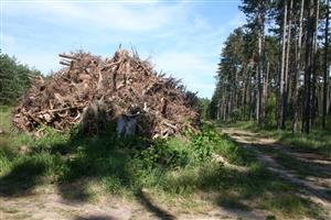 odstraňovanie všetkej biomasy z lesa v TML