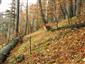 kyjanôčka zelená (11.10.2013)