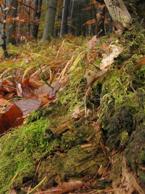 jedinec Buxbaumia viridis (stará výtrusnica) na hnijúcom dreve kmeňa smteka alebo jedle