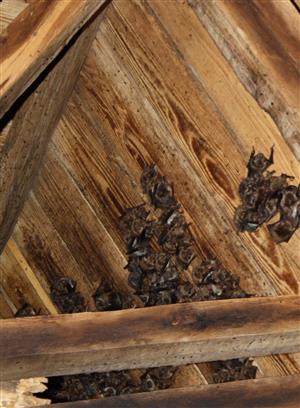 Časť kolónie M. myotis vo veži kostola