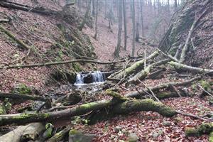 Mŕtve drevo je na lokalite sústredené prevažne v blízkosti koryta toku, typické miesto v TML